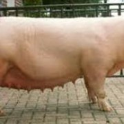 Свиноматка мясная фото