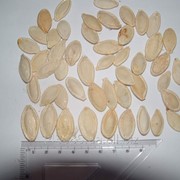 Семечки тыквенные (украинская многоплодная), насіння гарбузове, pumpkin seed. фотография