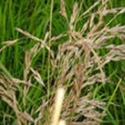 Семена кормовых травосмесей фотография