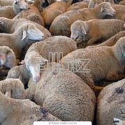 Овцы племенные. Горнокарпатская порода. фото