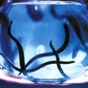 Гирудотерапия фото