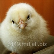 Цыплята фото