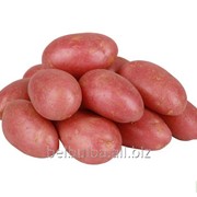 Картофель семенной Ароза 2РС фото