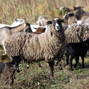 Молодняк романовской породы овец 20 шт. фотография
