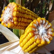 Семена кукурузы PAN 200 фотография