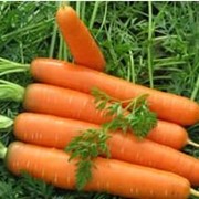 Морковь Шантане оптом