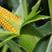 Семена кукурузы Зерноградская 282, Зерноградская 354. фото