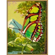 Раскраски по цифрам Изумрудная бабочка фотография