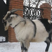 Альпийский козел на племя фото
