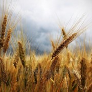 Семена озимой пшеницы скороспелый сорт Еланчик фото