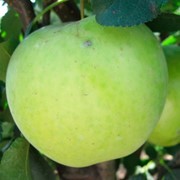 Саженцы яблонь сорт Гринсливз фото