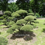 Бонсай Pinus mugo Bonsai фотография