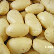Картофель, сорт Латон