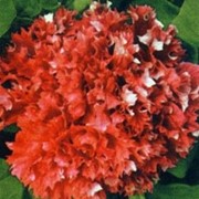 Семена цветов петунии Валентайн F1 200 шт. драже красный фотография