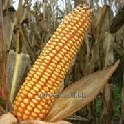 Семена кукурузы Оржица 237 (25 кг) фото