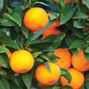 Столешница цифровая печать Апельсины, артикул 005 фото