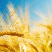 Пшеница третьего класса в Казахстане