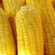 Кукуруза зерно, Зерновые, бобовые и крупяные культуры, опт фотография