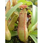 Семена Nepenthes Gracilis Borneo , Водные и насекомоядные растения