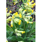 Первоцвет весенний (трава)