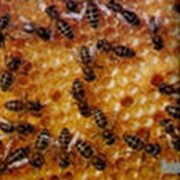 Пчелопакеты среднерусской пчелы 4-х рамочные фото
