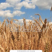Продовольственная пшеница первого класса фотография