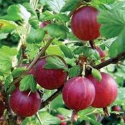 Крыжовник Ribes uva-crispa Hinnonmaki Gelb рост 40 – 60