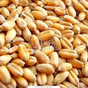 Семена озимой пшеницы зарубежной и украинской селекции фото