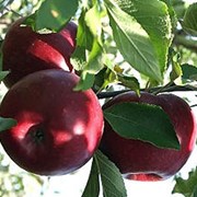 Осенний сорт яблок Либерти фото