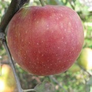 Саженцы яблонь Джонагоред супра фото
