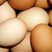 Яйца куриные разной категории продам в украине. фото
