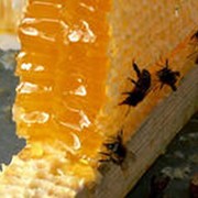 Мед и продукты пчеловодства с личной пасеки в Новокузнецке фотография