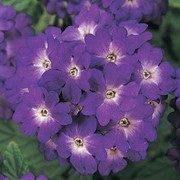 Семена цветов Вербены Кварц XP F1 гибридная 100 шт. синий фото