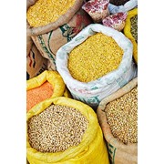 Культуры зерновые, от производителя. фотография