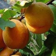 Саженцы абрикоса фото