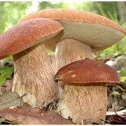 Белыцй гриб(сушёный)