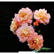 Розы кустарниковые фото
