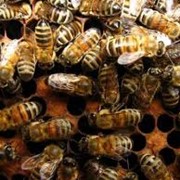 Пчелиные семьи фото