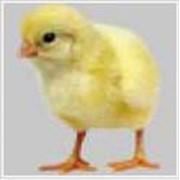 Цыплята бройлеров кобб-500,росс-308,редбро,мастер,суточную,подрощенную курочку“Испанка“ фотография