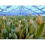 Выращивание тюльпанов фото