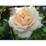 Розы Пенни Лайн фото