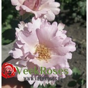 роза Кутюр роз тилия (Couture Rose Tilia)