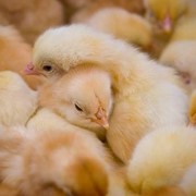 Суточные цыплята бройлеров фотография