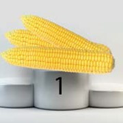 Семена кукурузы сорт СИ Юнитоп ФАО 240 фото