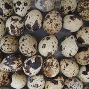 Перепелиные пищевые яйца фотография