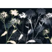 Фотообои на стену Черно белые цветы Komar 8-898 Bellezza фото