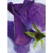 Фотообои на стену Цветок фиалка Komar 4-711 Viola фотография