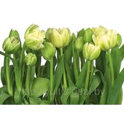 Фотообои на стену Тюльпаны Komar 8-900 Tulips фотография