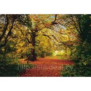 Komar Autumn Forest4 фото