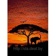 Komar African Sunset фото